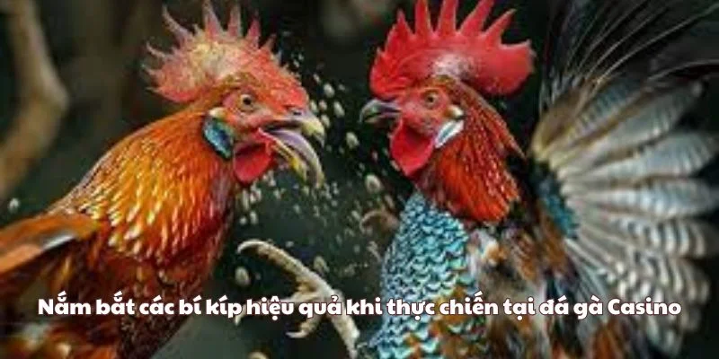 Nắm bắt các bí kíp hiệu quả khi thực chiến tại đá gà Casino
