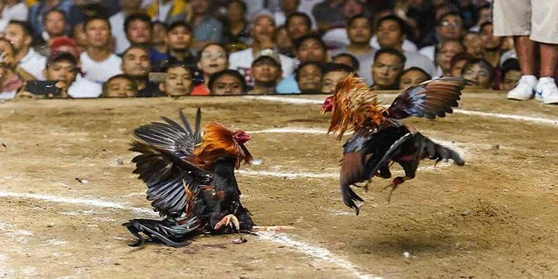 Các dòng chiến kê được huấn luyện tham gia đá gà tre Các dòng chiến kê được huấn luyện tham gia đá gà tre