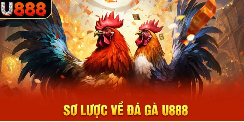 Vài nét về đá gà U888 siêu hấp dẫn