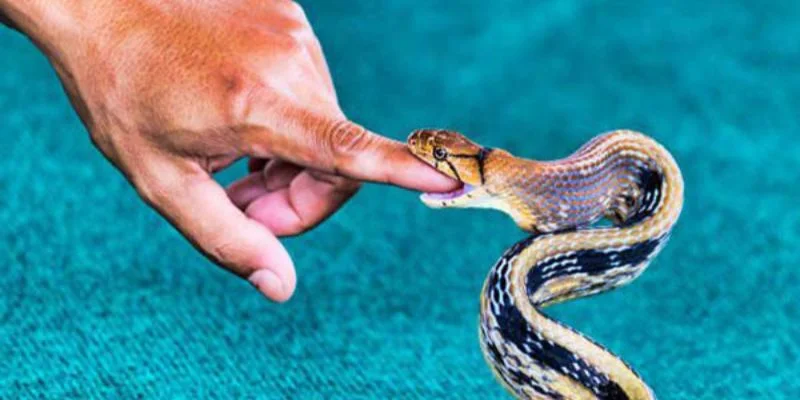Hình ảnh về rắn trong cuộc sống tâm linh