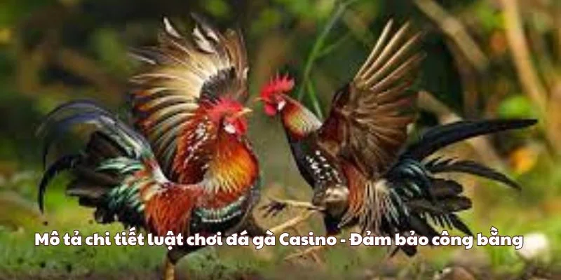 Mô tả chi tiết luật chơi đá gà Casino - Đảm bảo công bằng 